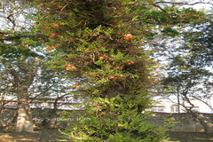 Couroupita guianensis